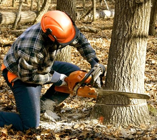 Tree Removal in Mission, KS